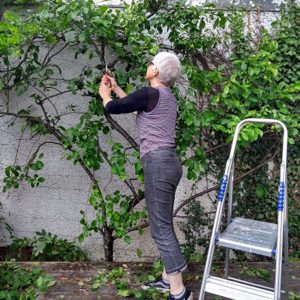 free download pruning plum trees